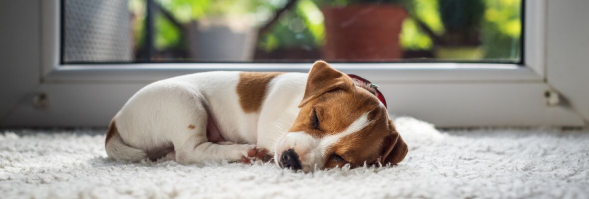 &iquest;C&oacute;mo duermen los perros?