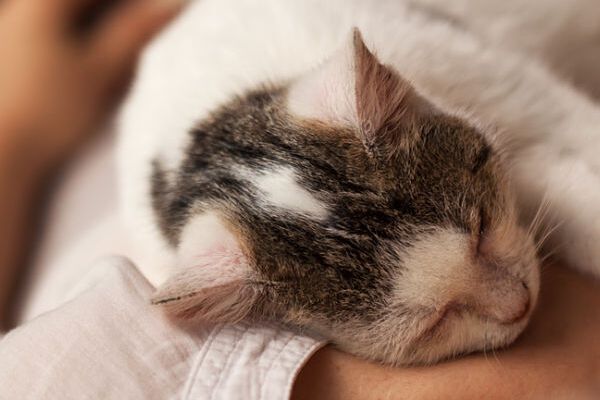 COMMENT DORMIR AVEC SON CHAT ?