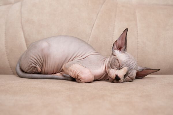 Chats Sphynx : caract&eacute;ristiques et soins sp&eacute;cifiques