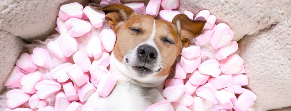 &iquest;Pueden comer dulces los perros?&nbsp;