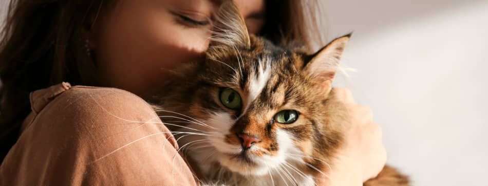 10 beneficios de tener gato