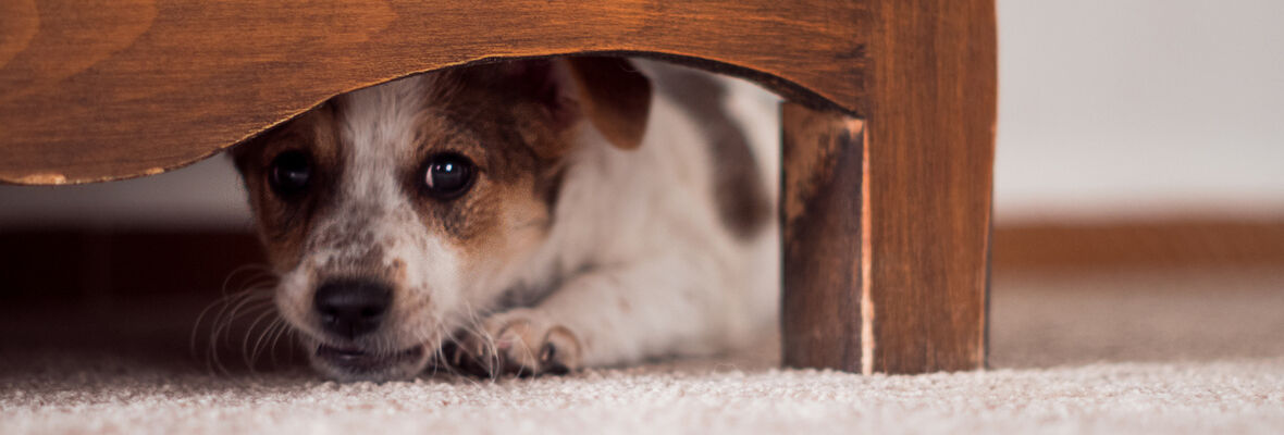 Come riconoscere un cane stressato e come aiutarlo