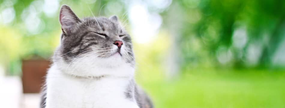 MON CHAT A DES PUCES, QUE DOIS-JE FAIRE ?