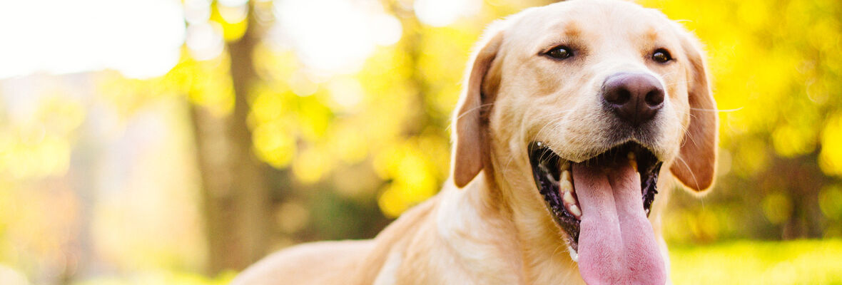 COMMENT FAIRE POUR NETTOYER LES DENTS D&rsquo;UN CHIEN ? 