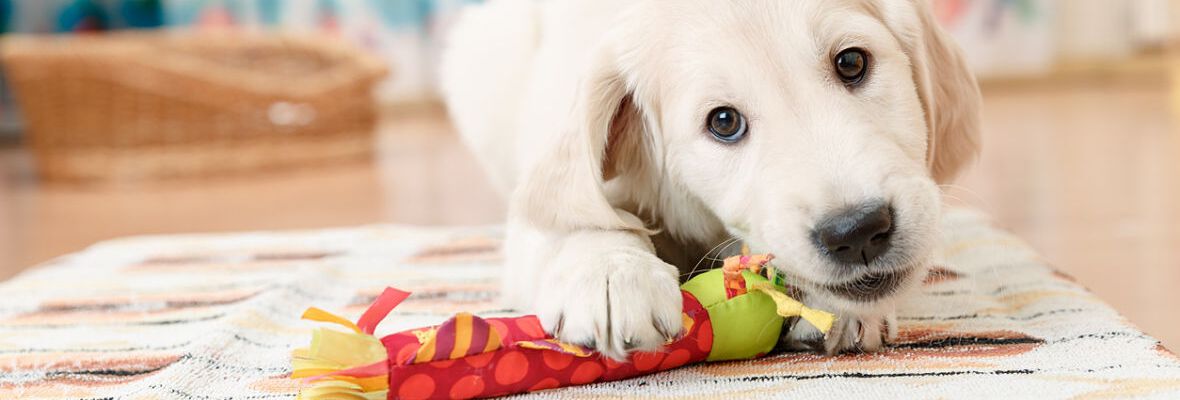 8 juegos mentales para perros: estimula su inteligencia