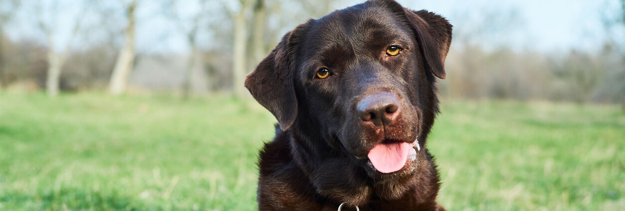 &iquest;C&oacute;mo ense&ntilde;ar a tu perro a tumbarse?: 5 consejos
