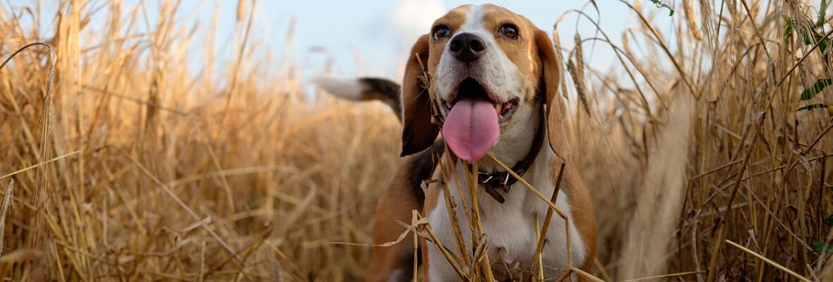 UN CHIEN QUI HURLE, QUELLE EN EST LA CAUSE ?