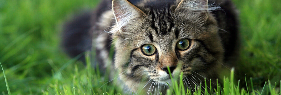 COMMENT CALMER UN CHATON : CONSEILS ET ASTUCES