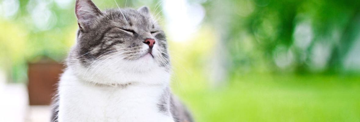 &iquest;C&Oacute;MO ES LA COMIDA PARA GATO ESTERILIZADO?