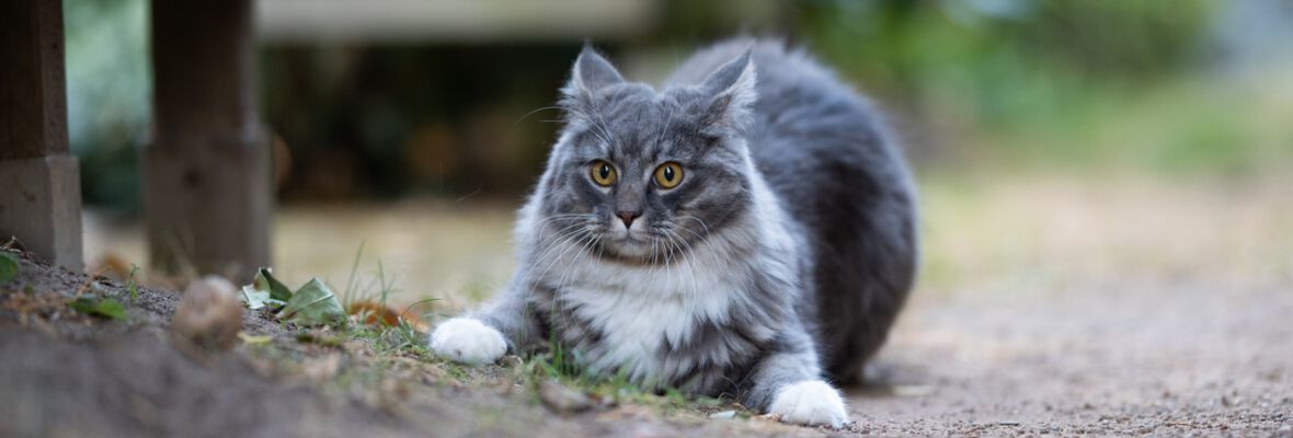 Estr&eacute;s en gatos: &iquest;C&oacute;mo actuar?