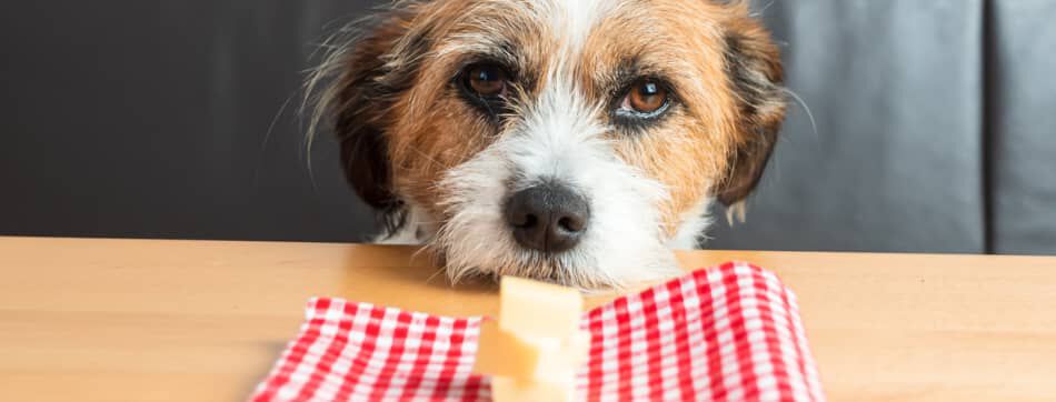 &nbsp;&iquest;Es bueno el queso para los perros?