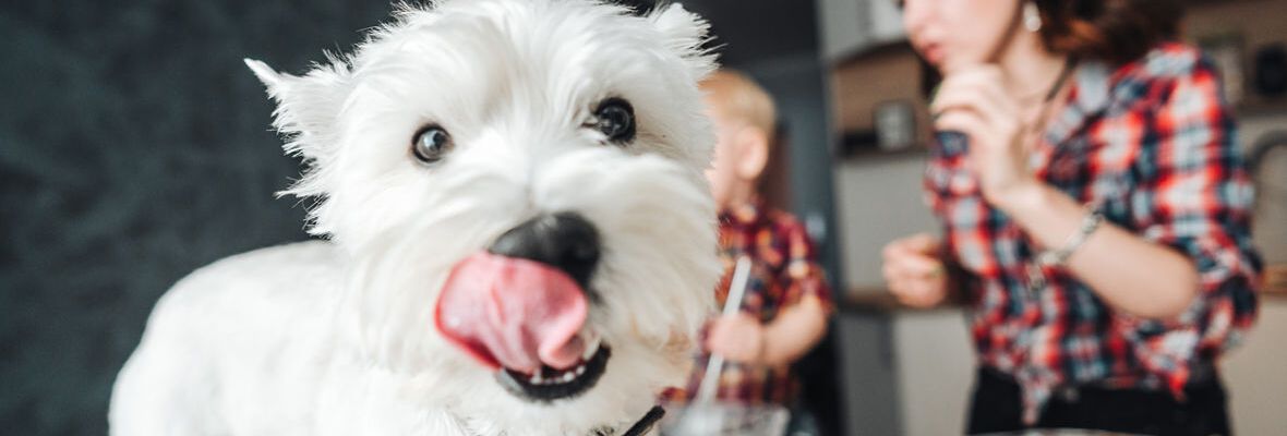 COMIDA PARA PERROS PEQUE&Ntilde;OS: ALIMENTACI&Oacute;N DE RAZAS PEQUE&Ntilde;AS