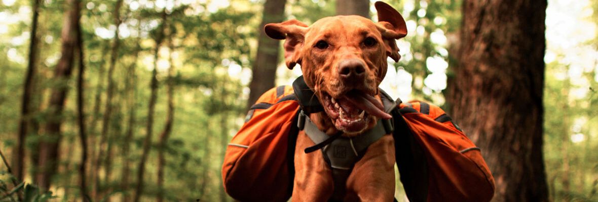GU&Iacute;A PARA HACER SENDERISMO CON PERROS