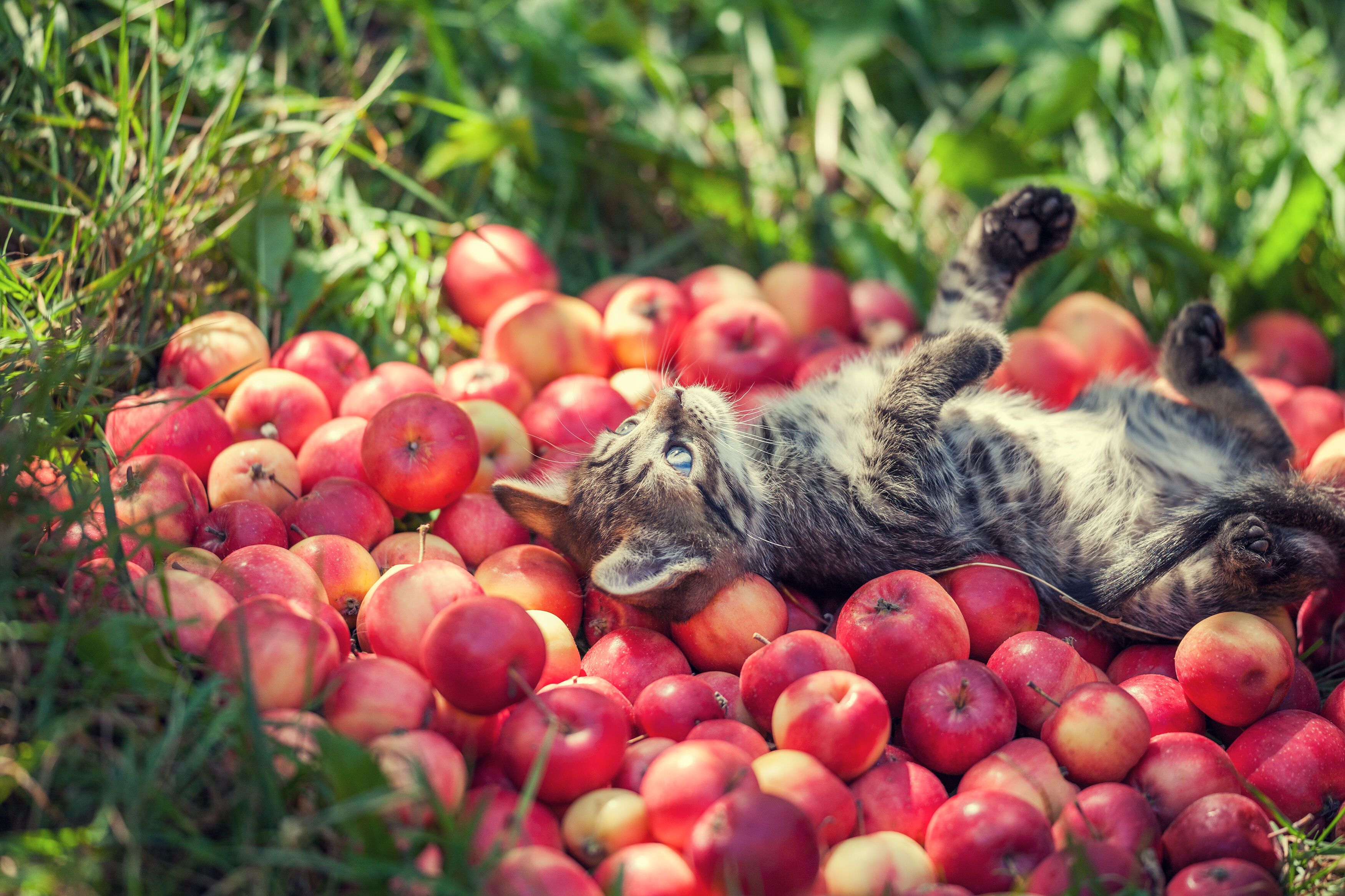 &iquest;Se le puede dar fruta a los gatos?