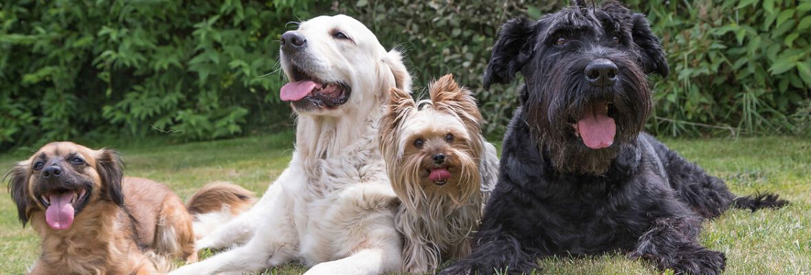 CONSEJOS PARA TU PRIMERA VEZ EN UN PARQUE PARA PERROS