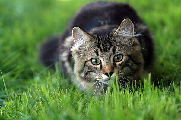 COMMENT CALMER UN CHATON : CONSEILS ET ASTUCES