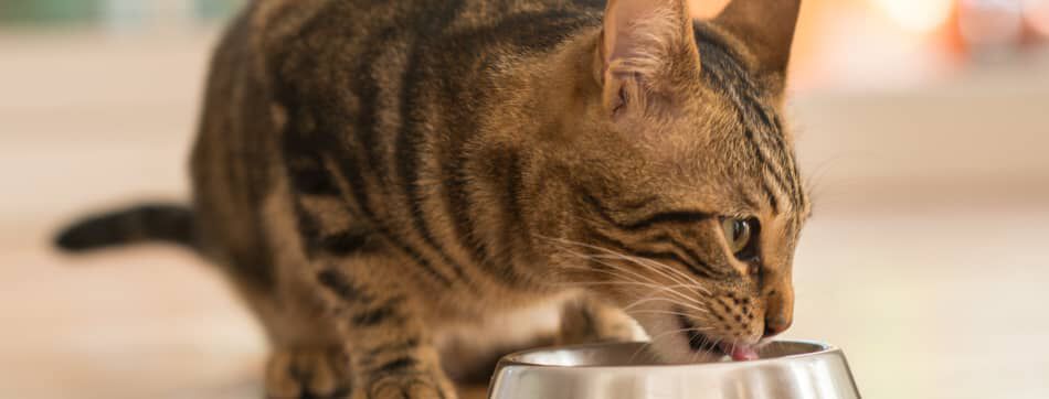 Estimular el apetito de mi gato: &iquest;c&oacute;mo puedo ayudarle a comer mejor?