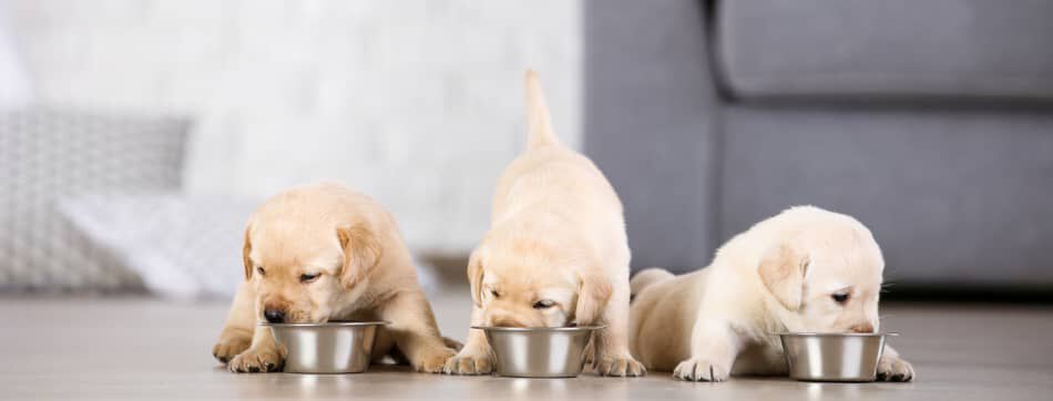 ALIMENTATION DU CHIEN : COMMENT BIEN NOURRIR MON CHIOT ?