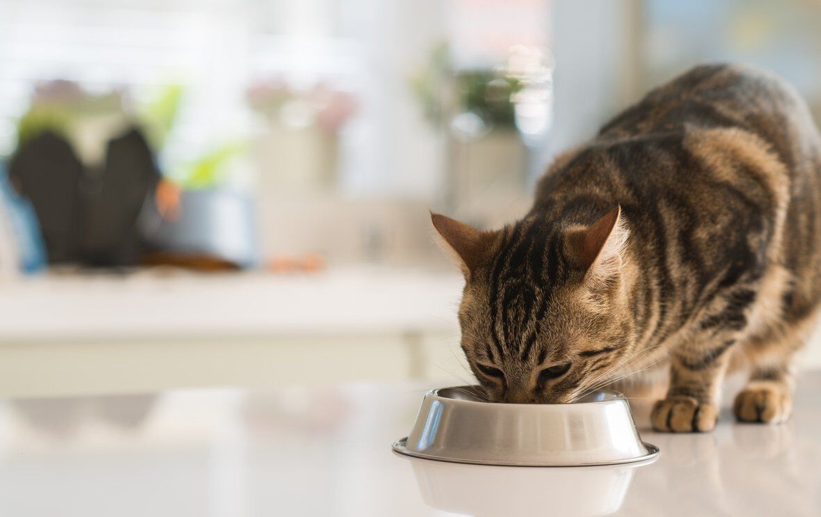 &iquest;Cu&aacute;nto come un gato durante el d&iacute;a seg&uacute;n su etapa de crecimiento?