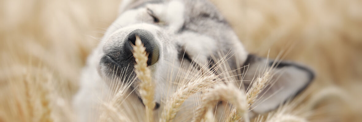 Espigas y perros: &iquest;c&oacute;mo evitar da&ntilde;os?