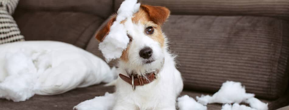 &iquest;Qu&eacute; puedo hacer si mi cachorro muerde mucho y no hace caso? 