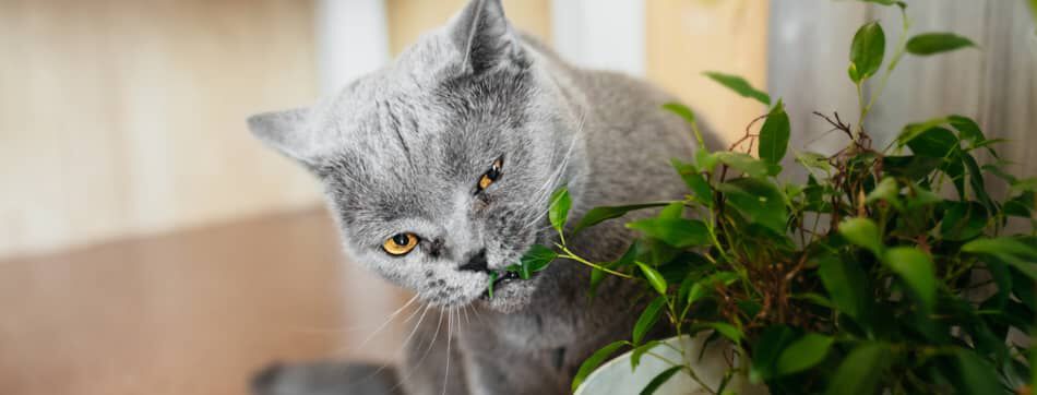 QUELLES PLANTES SONT BONNES POUR LES CHATS ?