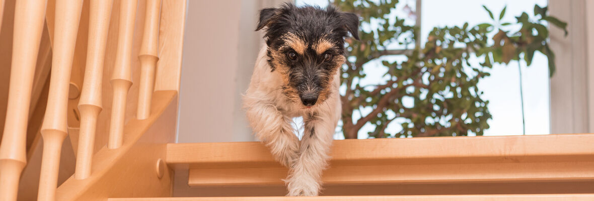 Mi perro no para de dar vueltas por la casa, &iquest;qu&eacute; le pasa?