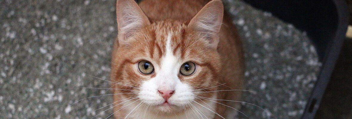 Cu&aacute;l es la mejor arena para gatos: gu&iacute;a para elegirla