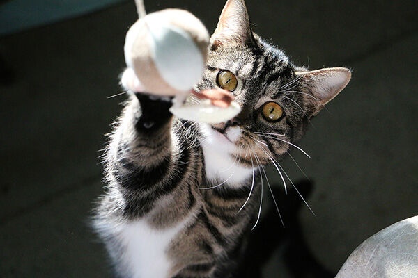 Come costruire giochi per gattini