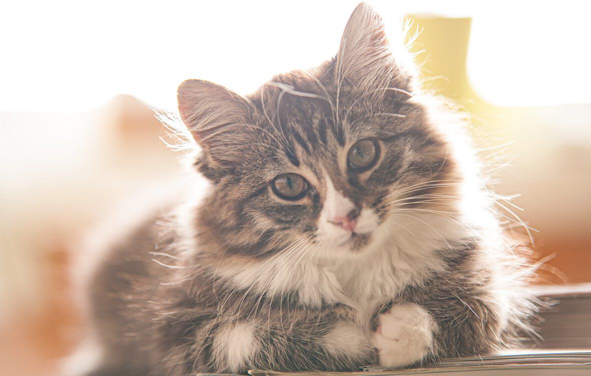 Car&aacute;cter en gatos: c&oacute;mo lo manifiestan