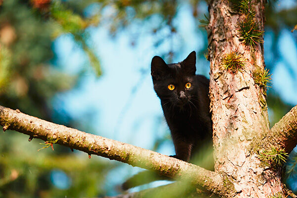 Comment attirer un chat : trucs et astuces