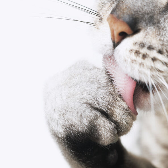POURQUOI LES CHATS N&rsquo;AIMENT PAS SE BAIGNER?