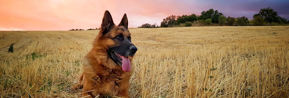 LES CROQUETTES NATURELLES POUR CHIEN : UN ALIMENT NATUREL ET SANS ADDITIFS ARTIFICIELS&nbsp;