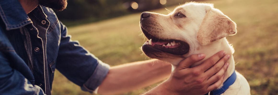 5 LUGARES DONDE VIAJAR CON PERRO NO SER&Aacute; UN PROBLEMA