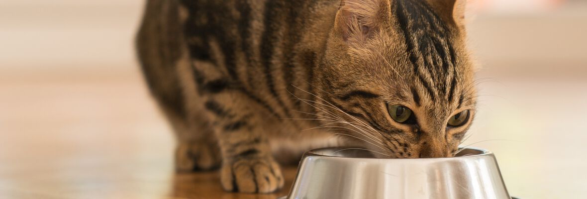 QUELLES SONT LES MEILLEURES CROQUETTES POUR CHAT ?