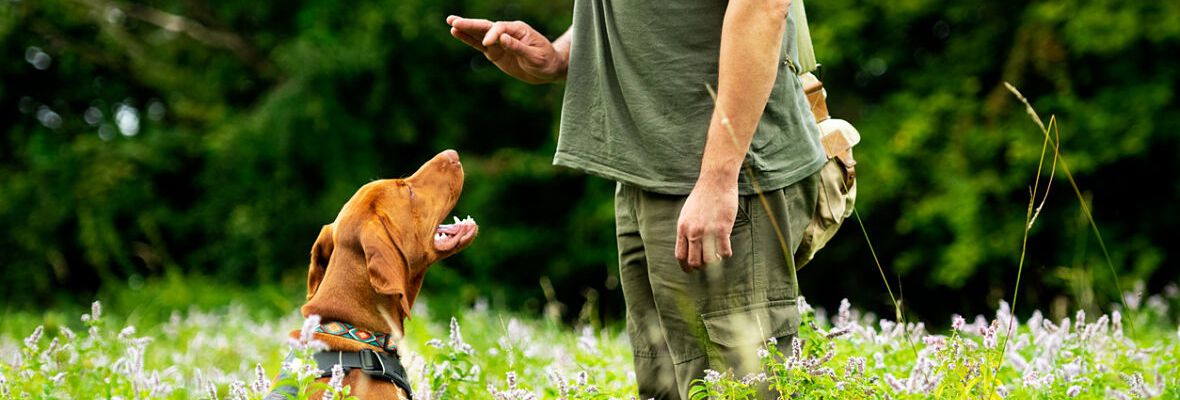 &iquest;QU&Eacute; PREMIOS PARA PERROS SON SALUDABLES?