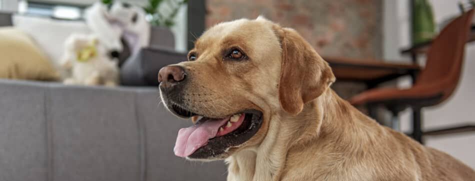 OS DE POULET POUR CHIENS : BONNE OU MAUVAISE ID&Eacute;E ?