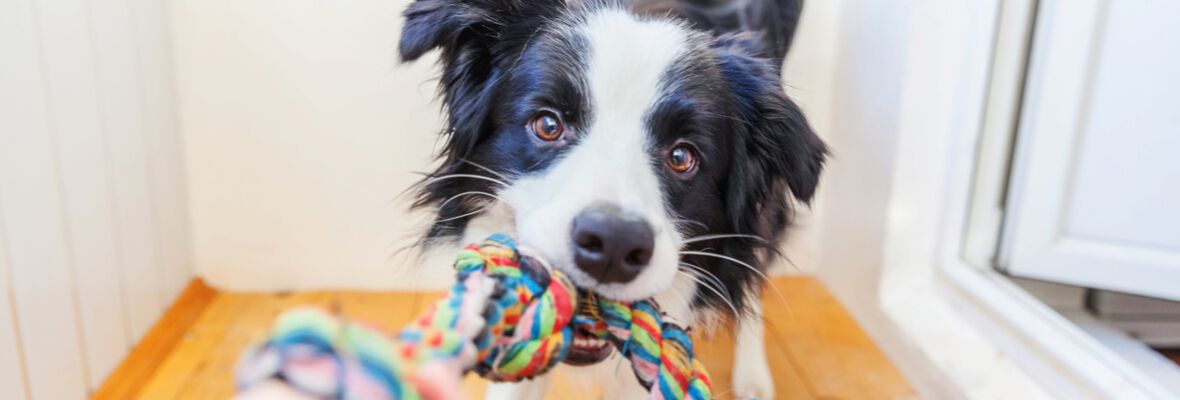 Juguetes caseros para perros: 5 ideas 