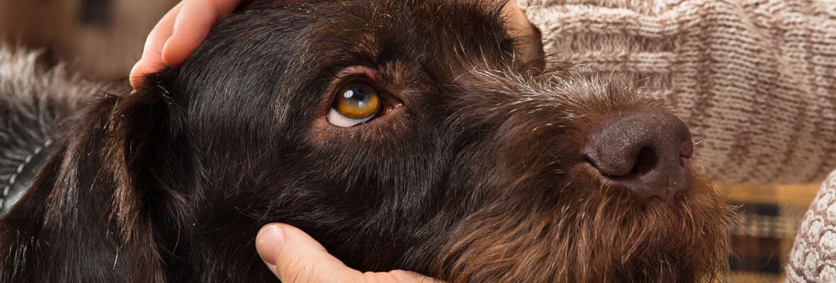 NO SIN MI PERRO: C&Oacute;MO EVITAR QUE MI PERRO SE QUEDE SOLO