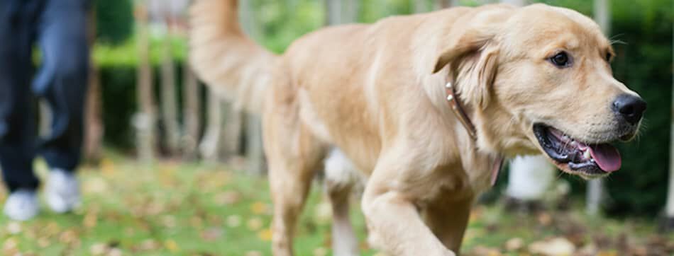 TRANSPORTER UN CHIEN EN VOITURE : GUIDE COMPLET