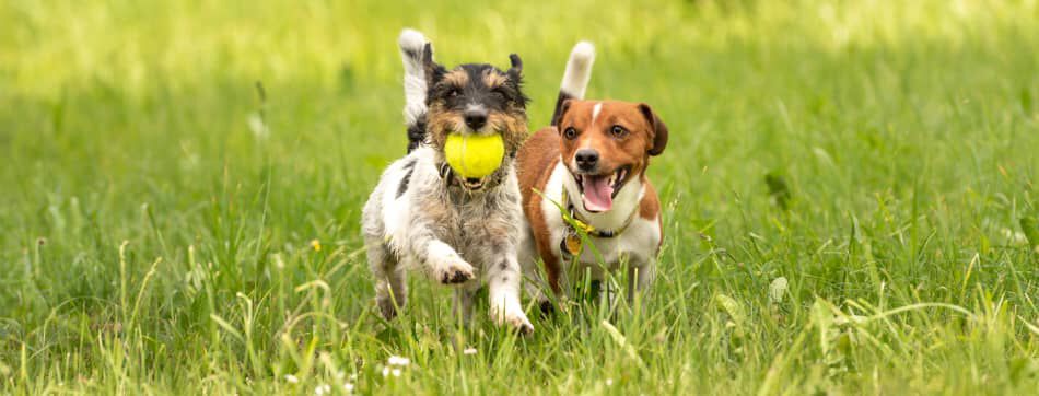 &iquest;Por qu&eacute; los perros mueven la cola?