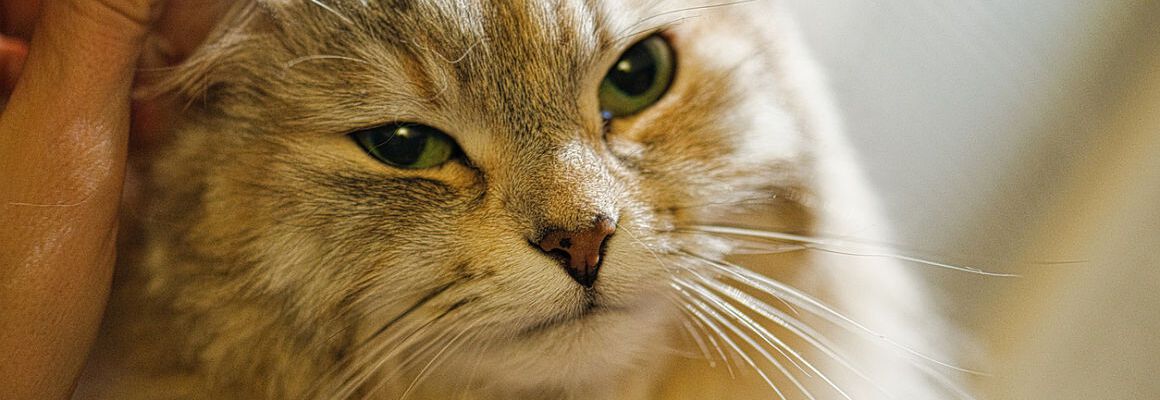 &iquest;C&oacute;mo limpiar las orejas de mi gato?