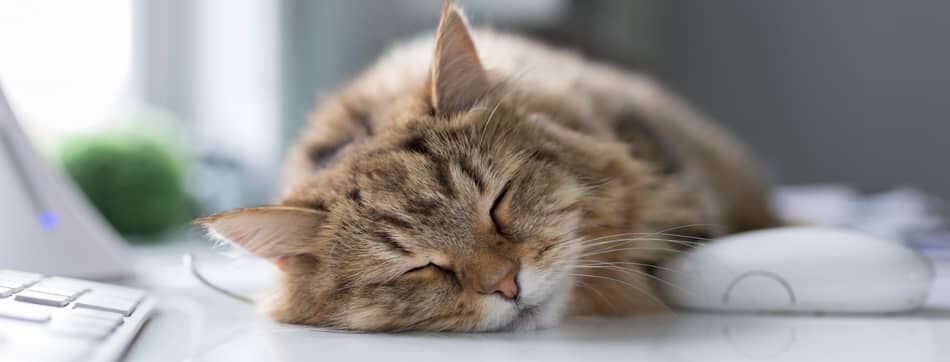 Operaci&oacute;n de esterilizaci&oacute;n de gatos: en qu&eacute; consiste