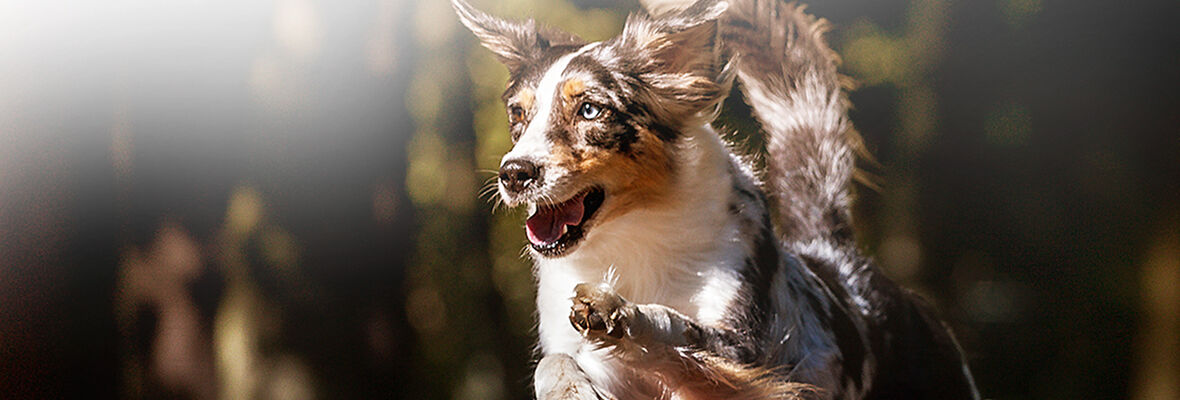EN QUELLE QUANTIT&Eacute; DOIT-ON NOURRIR LES CHIENS?
