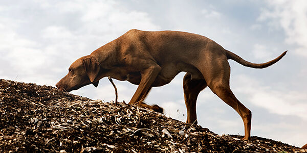 POURQUOI LES CHIENS MANGENT-ILS DE L&rsquo;HERBE?