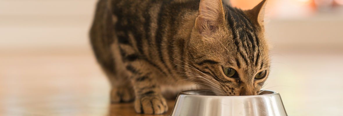 &iquest;QU&Eacute; NO PUEDEN COMER LOS GATOS?