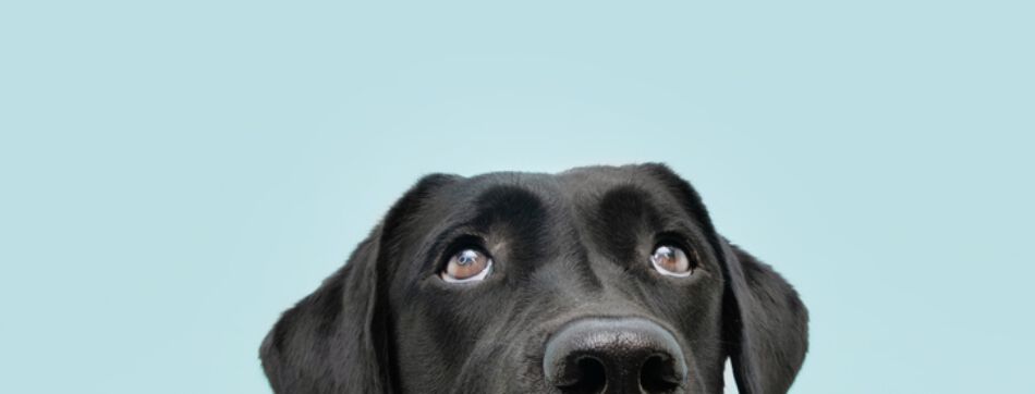 Les chiens r&ecirc;vent-ils ?