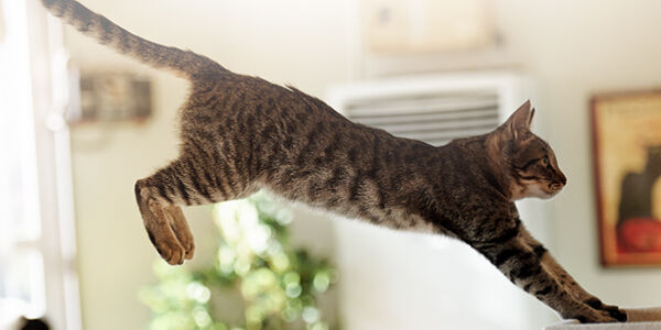 Pourquoi les chats bougent-ils la queue?