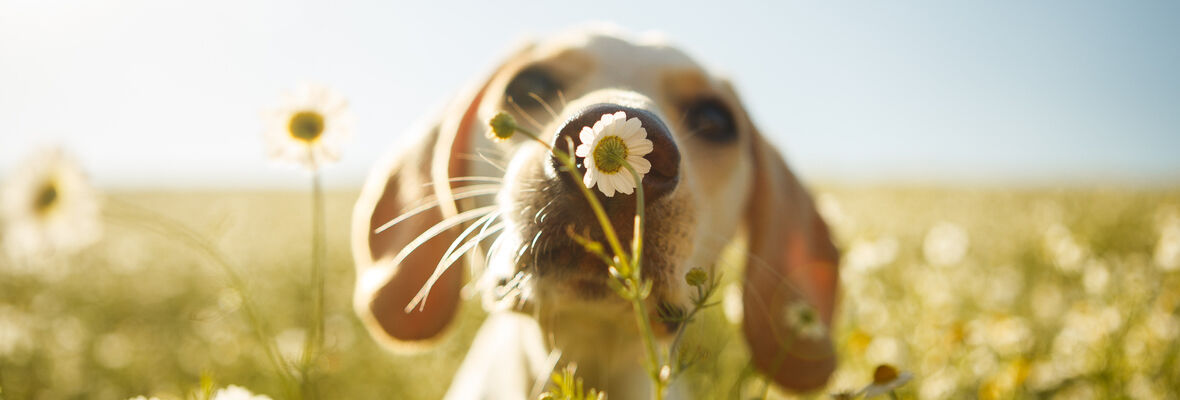 5 juegos de olfato para perros