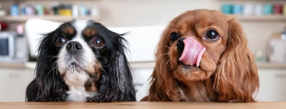 Tabla de comida para perros cachorros: una gu&iacute;a de consulta